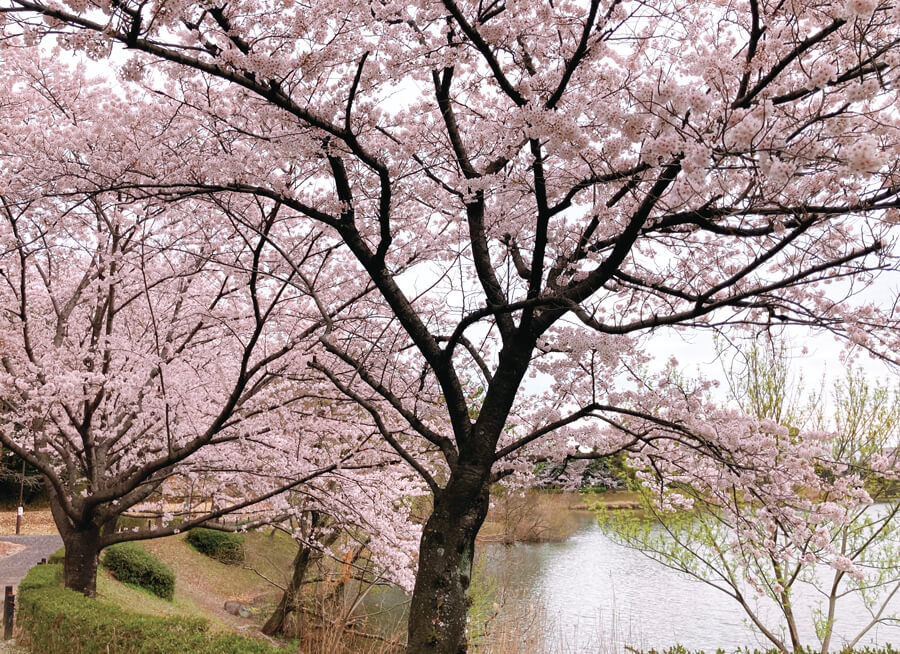 杁ヶ池公園の桜